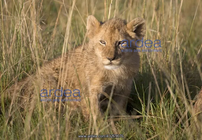 : Lion cub, Panthera leo, Masai Mara National Reserve : Lion cub, Panthera leo, Masai Mara National Reserve
