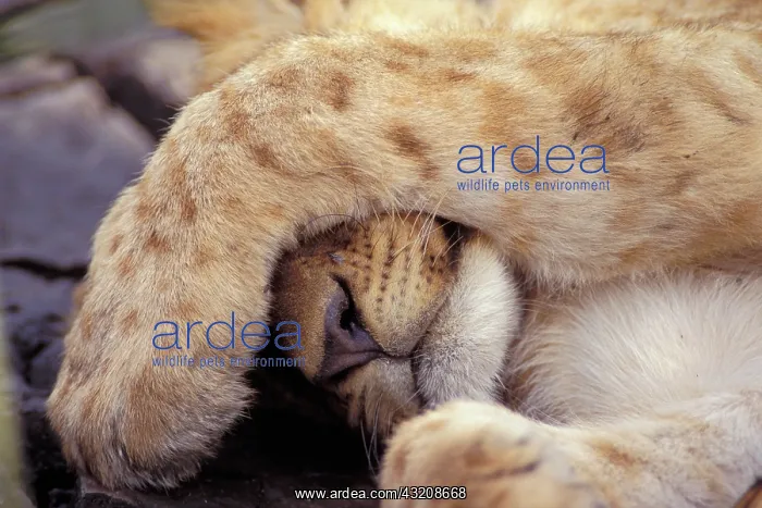 : Lion cub (Panthera leo) with paw over face, Masai : Lion cub (Panthera leo) with paw over face, Masai