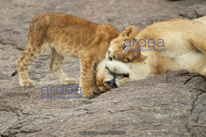 : Lion cub (Panthera leo) seeking comfort from its : Lion cub (Panthera leo) seeking comfort from its