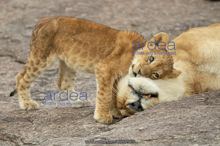 : Lion cub (Panthera leo) seeking comfort from its : Lion cub (Panthera leo) seeking comfort from its