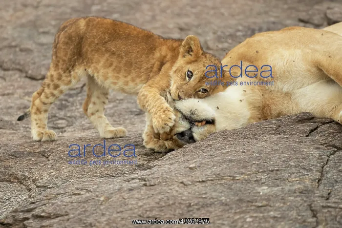 : Lion cub (Panthera leo) seeking comfort from an : Lion cub (Panthera leo) seeking comfort from an
