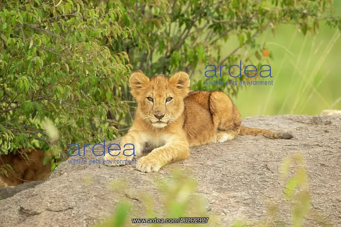  : Lion cub (Panthera leo) sitting on a rock