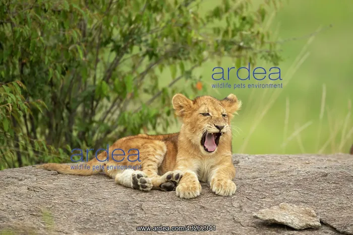 : Lion cub (Panthera leo) sitting on a rock : Lion cub (Panthera leo) sitting on a rock