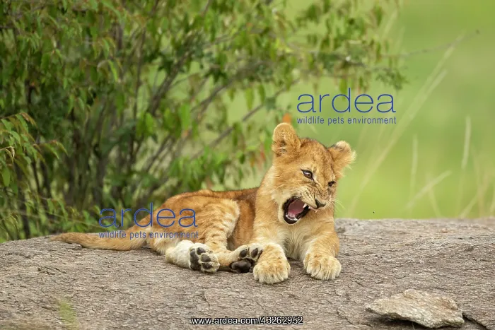 : Lion cub (Panthera leo) sitting on a rock : Lion cub (Panthera leo) sitting on a rock