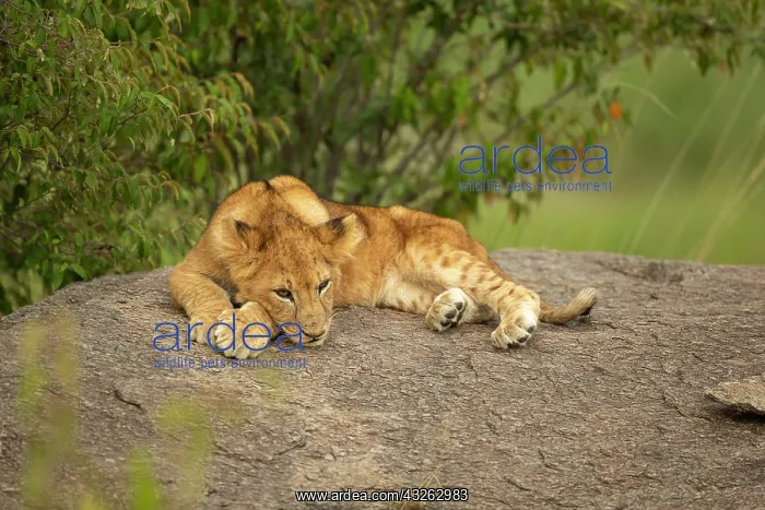 : Lion cub (Panthera leo) sitting on a rock : Lion cub (Panthera leo) sitting on a rock