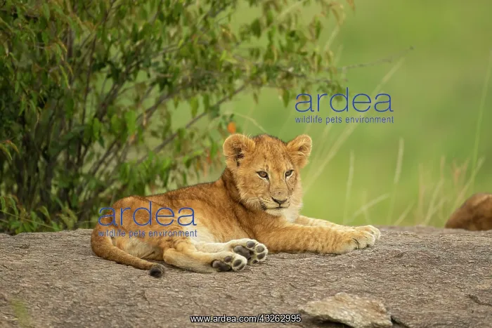 : Lion cub (Panthera leo) sitting on a rock : Lion cub (Panthera leo) sitting on a rock