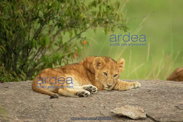 : Lion cub (Panthera leo) sitting on a rock : Lion cub (Panthera leo) sitting on a rock