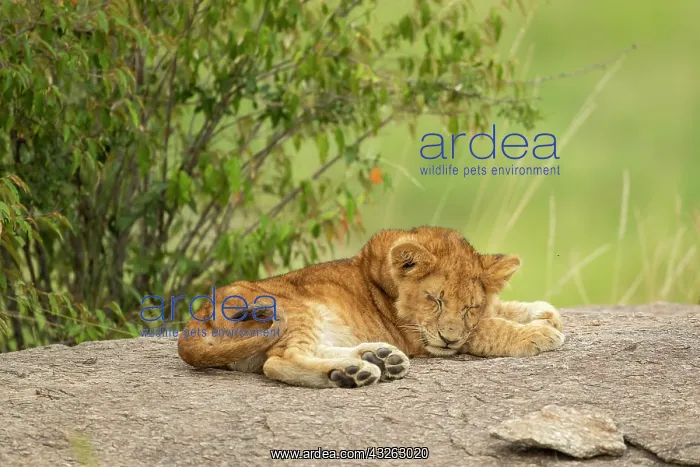 : Lion cub (Panthera leo) sitting on a rock