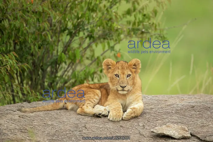 : Lion cub (Panthera leo) sitting on a rock : Lion cub (Panthera leo) sitting on a rock