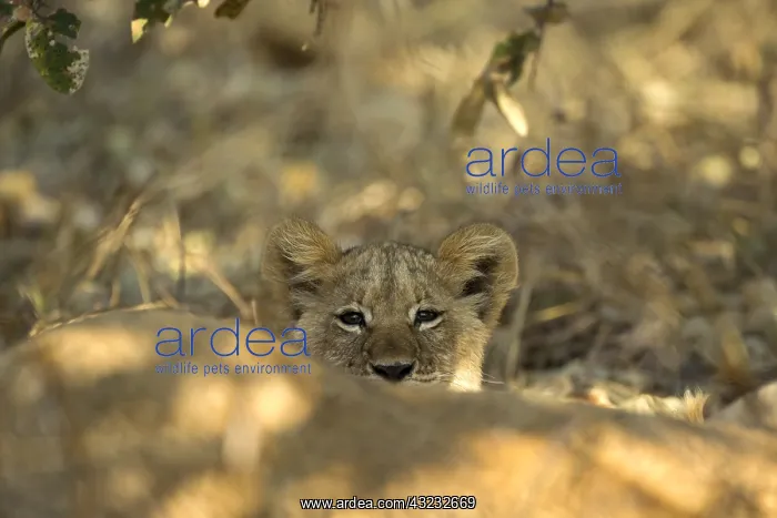  : Lion cub - peeking - Botswana, Africa