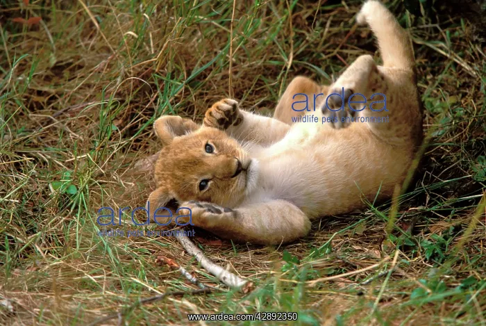 : Lion - cub playing : Lion - cub playing