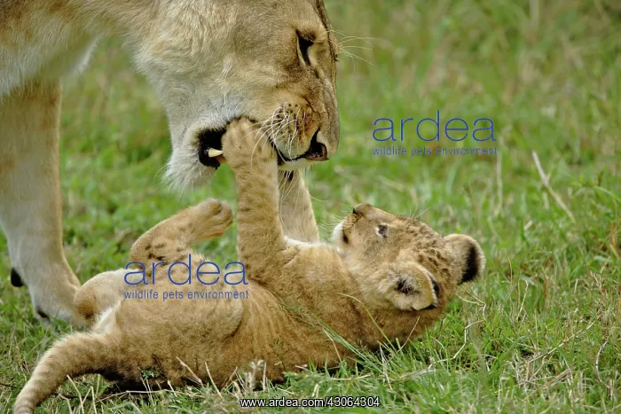 : Lion cub playing with female lion, Masai : Lion cub playing with female lion, Masai