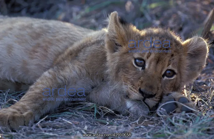 : Lion - Cub resting with full belly after good meal : Lion - Cub resting with full belly after good meal