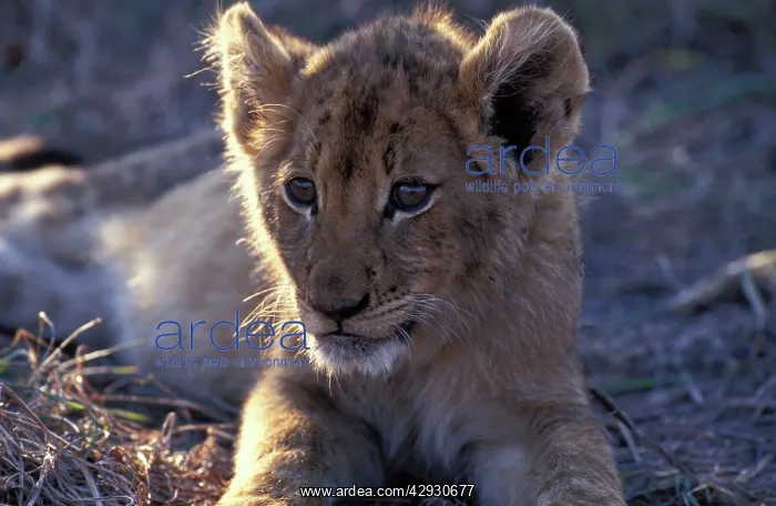 : Lion - Cub resting with full belly after a good meal : Lion - Cub resting with full belly after a good meal