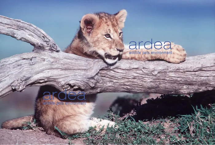 : LION - cub, resting on log : LION - cub, resting on log