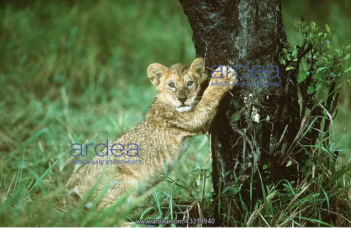 : LION - cub scratching tree : LION - cub scratching tree