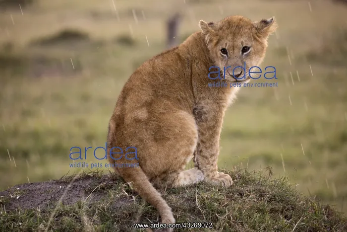 : Lion cub sitting in the rain, Panthera leo, Masai : Lion cub sitting in the rain, Panthera leo, Masai