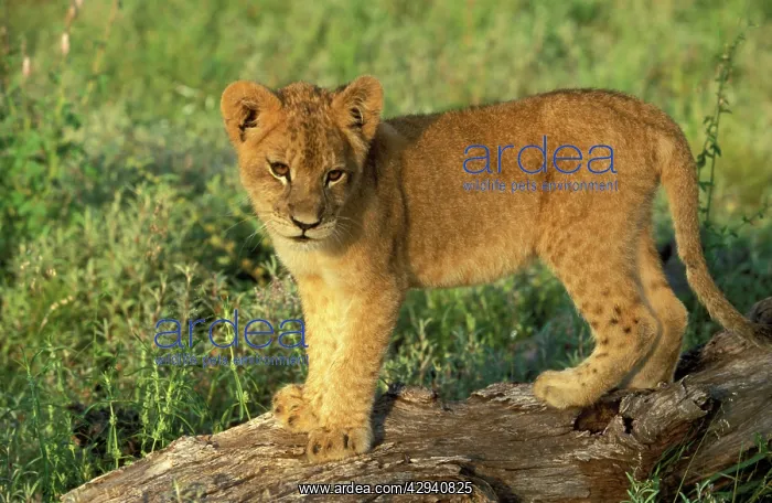 : Lion - Cub, standing on a log watching : Lion - Cub, standing on a log watching