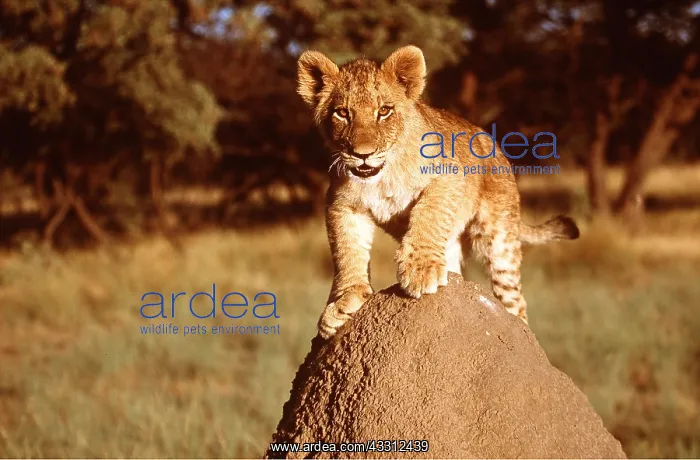: LION - cub on termite mound : LION - cub on termite mound
