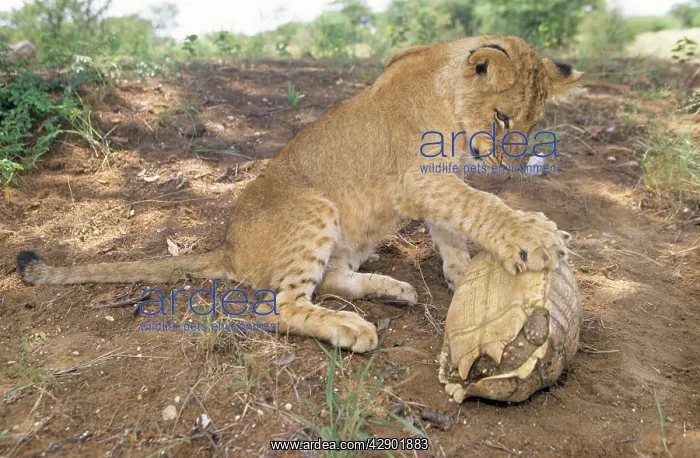 : Lion - cub with Tortoise : Lion - cub with Tortoise