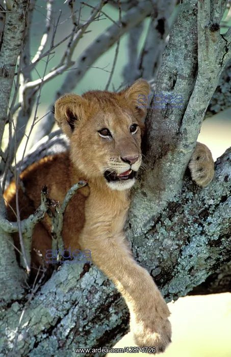 : Lion Cub in tree : Lion Cub in tree