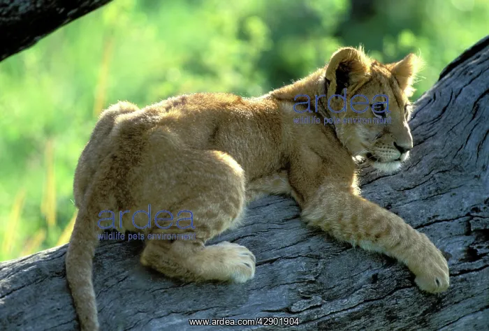 : Lion - Cub in tree : Lion - Cub in tree
