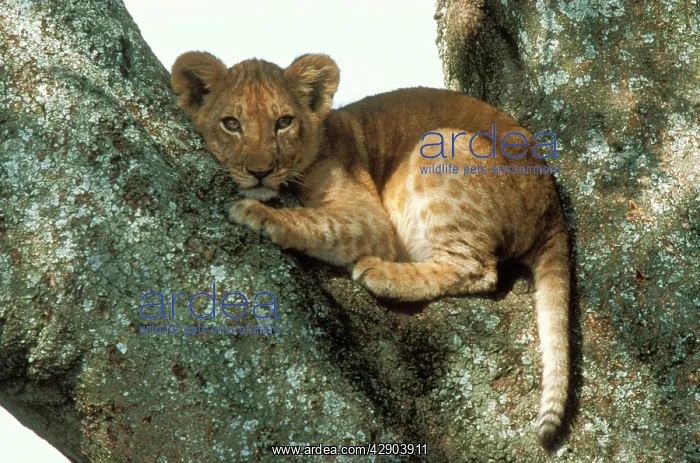 : Lion - cub in tree : Lion - cub in tree