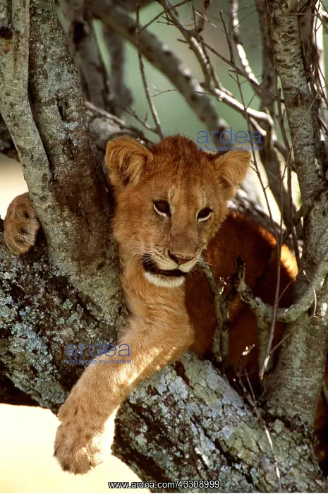  : LION CUB - in tree