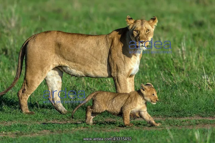 : Lion Cub walking with mother lioness in Masai Mara : Lion Cub walking with mother lioness in Masai Mara