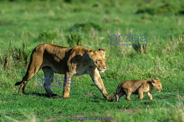 : Lion Cub walking with mother lioness in Masai Mara : Lion Cub walking with mother lioness in Masai Mara