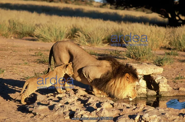 : LION & CUB AT WATER HOLE : LION & CUB AT WATER HOLE