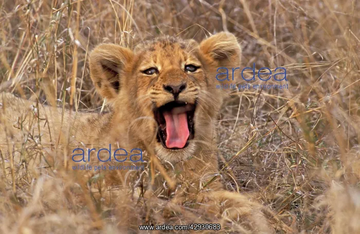 : Lion - Cub yawning : Lion - Cub yawning