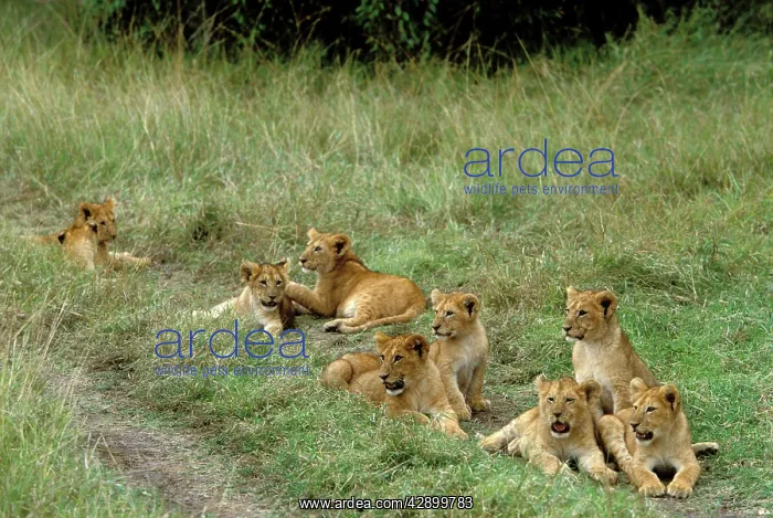 : Lion - Cubs : Lion - Cubs