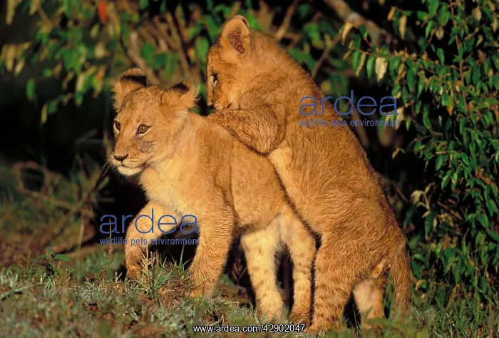 : Lion - Cubs : Lion - Cubs
