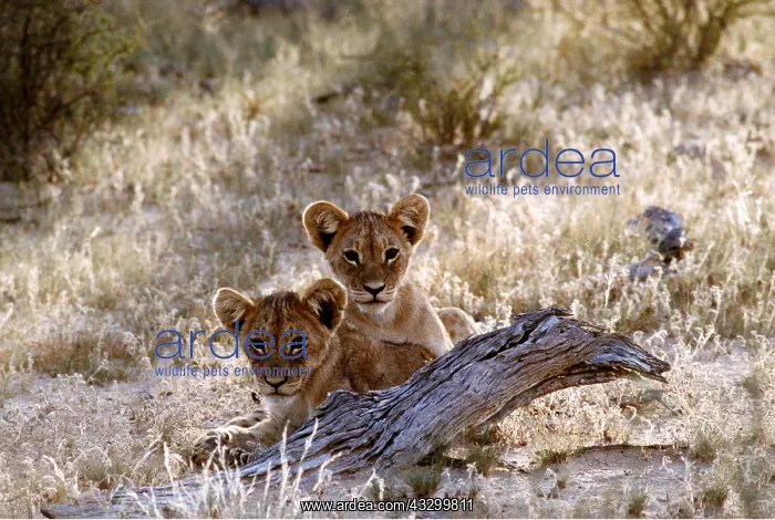 : LION CUBS - two : LION CUBS - two