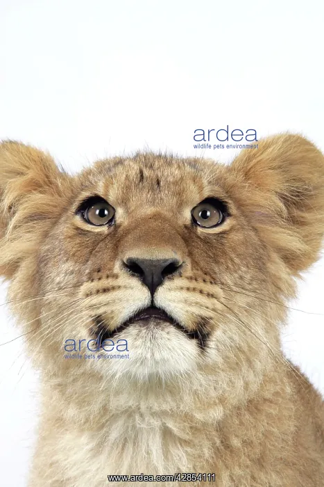: Lion cub's (approx 16 weeks old) face : Lion cub's (approx 16 weeks old) face