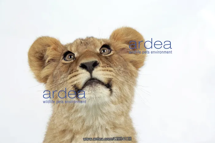 : Lion cub's (approx 16 weeks old) face : Lion cub's (approx 16 weeks old) face