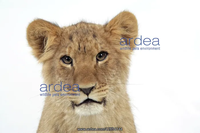 : Lion cub's (approx 16 weeks old) face : Lion cub's (approx 16 weeks old) face