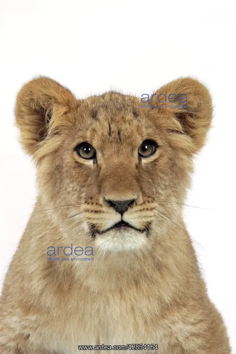 : Lion cub's (approx 16 weeks old) face : Lion cub's (approx 16 weeks old) face