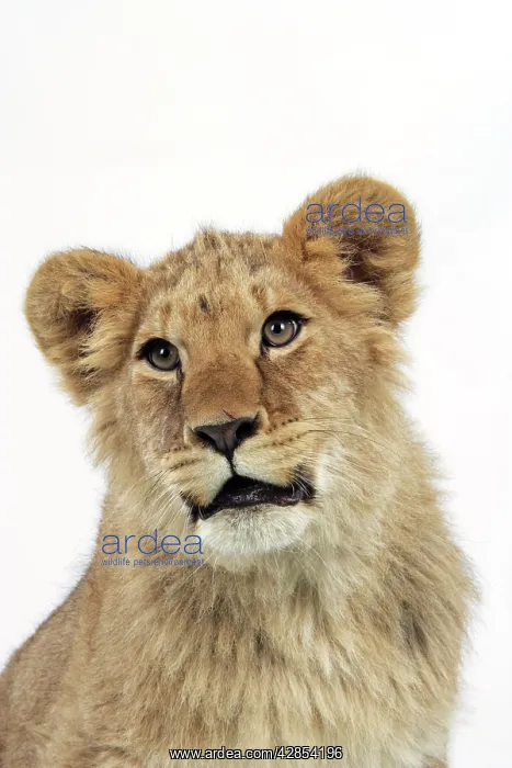 : Lion cub's (approx 16 weeks old) face : Lion cub's (approx 16 weeks old) face