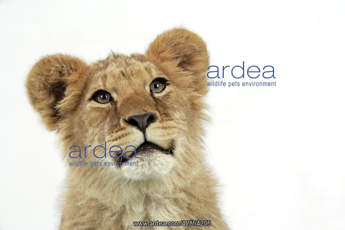: Lion cub's (approx 16 weeks old) face : Lion cub's (approx 16 weeks old) face