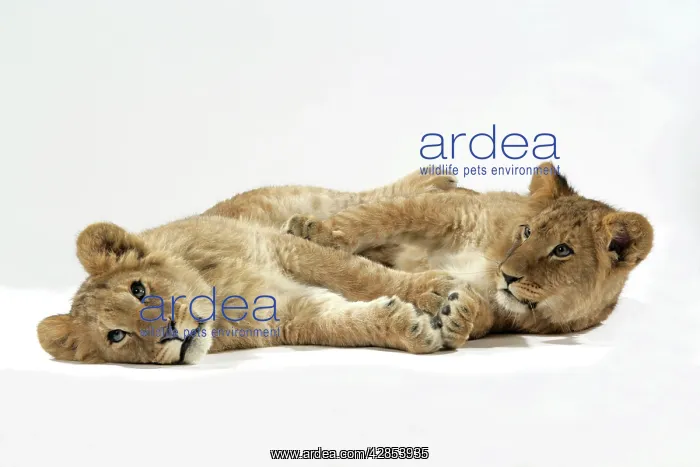 : Two lion cubs (approx 16 weeks old) lying together : Two lion cubs (approx 16 weeks old) lying together