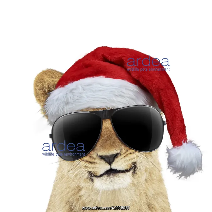 : Lion cubs (approx 16 weeks old) wearing Christmas : Lion cubs (approx 16 weeks old) wearing Christmas