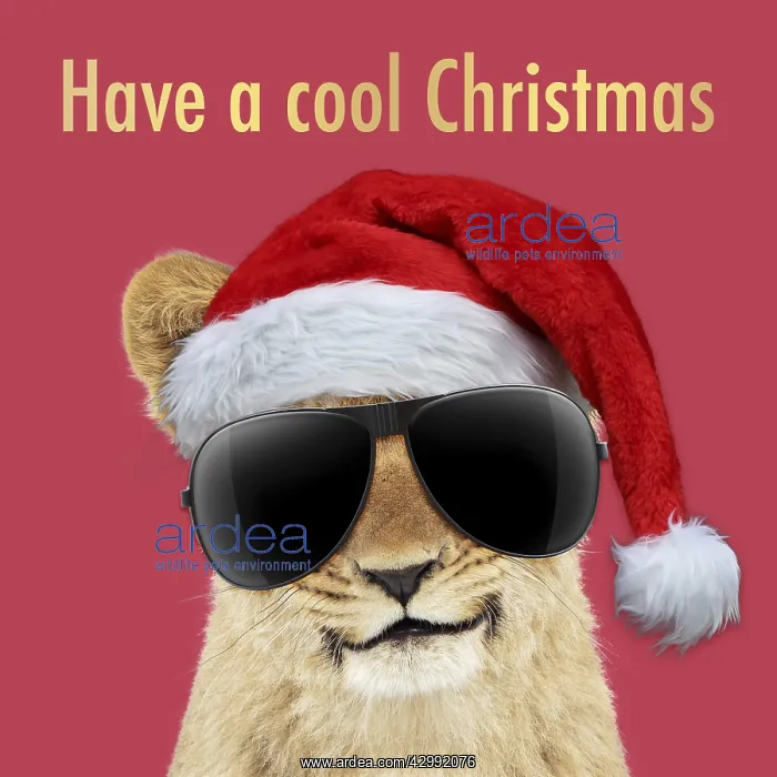 : Lion cubs (approx 16 weeks old) wearing Christmas : Lion cubs (approx 16 weeks old) wearing Christmas