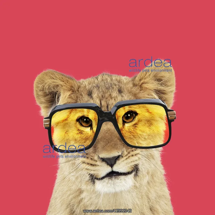 : Lion cubs (approx 16 weeks old) wearing glasses : Lion cubs (approx 16 weeks old) wearing glasses