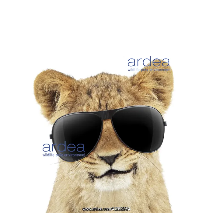 : Lion cubs (approx 16 weeks old) wearing sunglasses : Lion cubs (approx 16 weeks old) wearing sunglasses