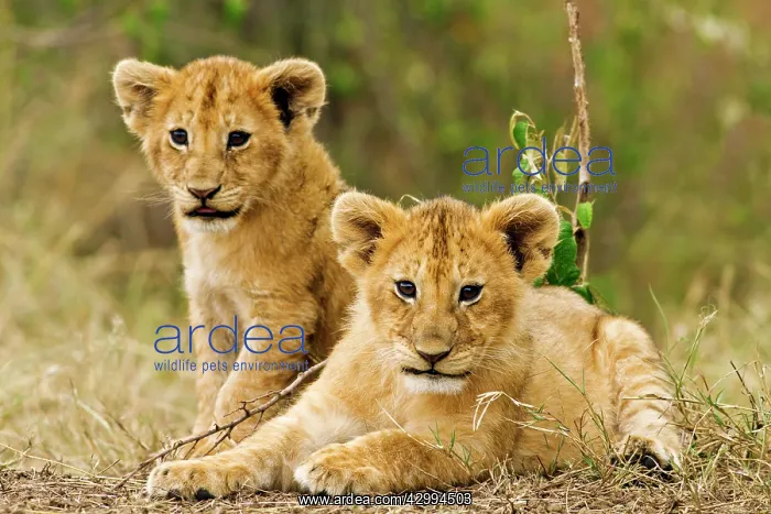 : Lion - cubs in grassland : Lion - cubs in grassland