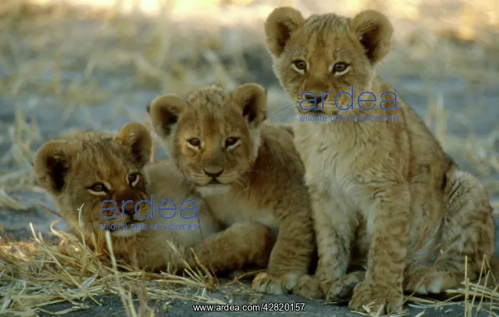 : LION - three cubs huddled together, ten weeks old : LION - three cubs huddled together, ten weeks old