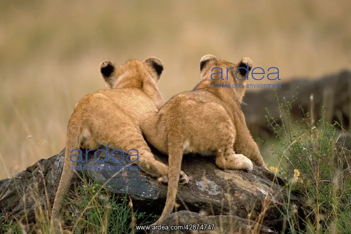 : Lion Cubs - two lying on rocks : Lion Cubs - two lying on rocks