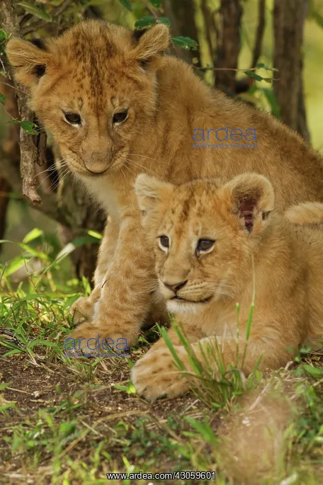 : Lion cubs (Panthera leo) in the bush, Maasai : Lion cubs (Panthera leo) in the bush, Maasai